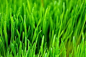 wheatgrass_002_food-stock-photo.JPG