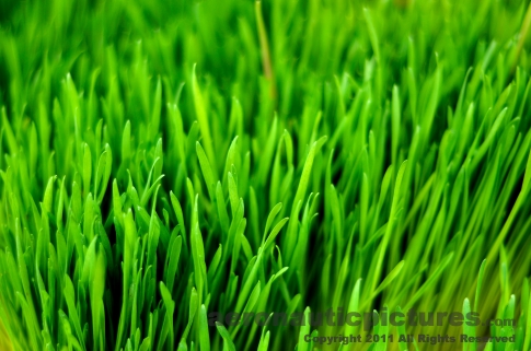Wheatgrass stock photo